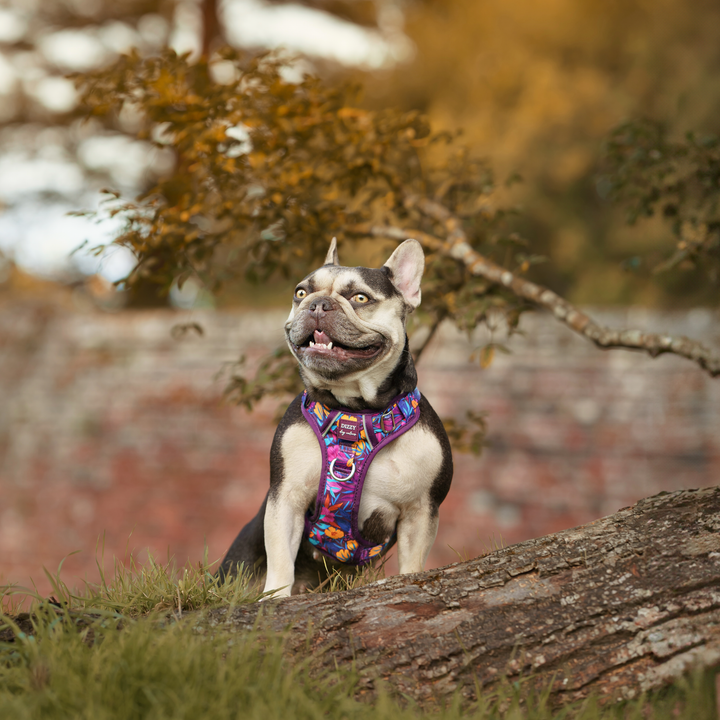 No Pull Dog Harness with Handle | Step in & Reflective | STAINLESS STEEL | Sapphire Showers