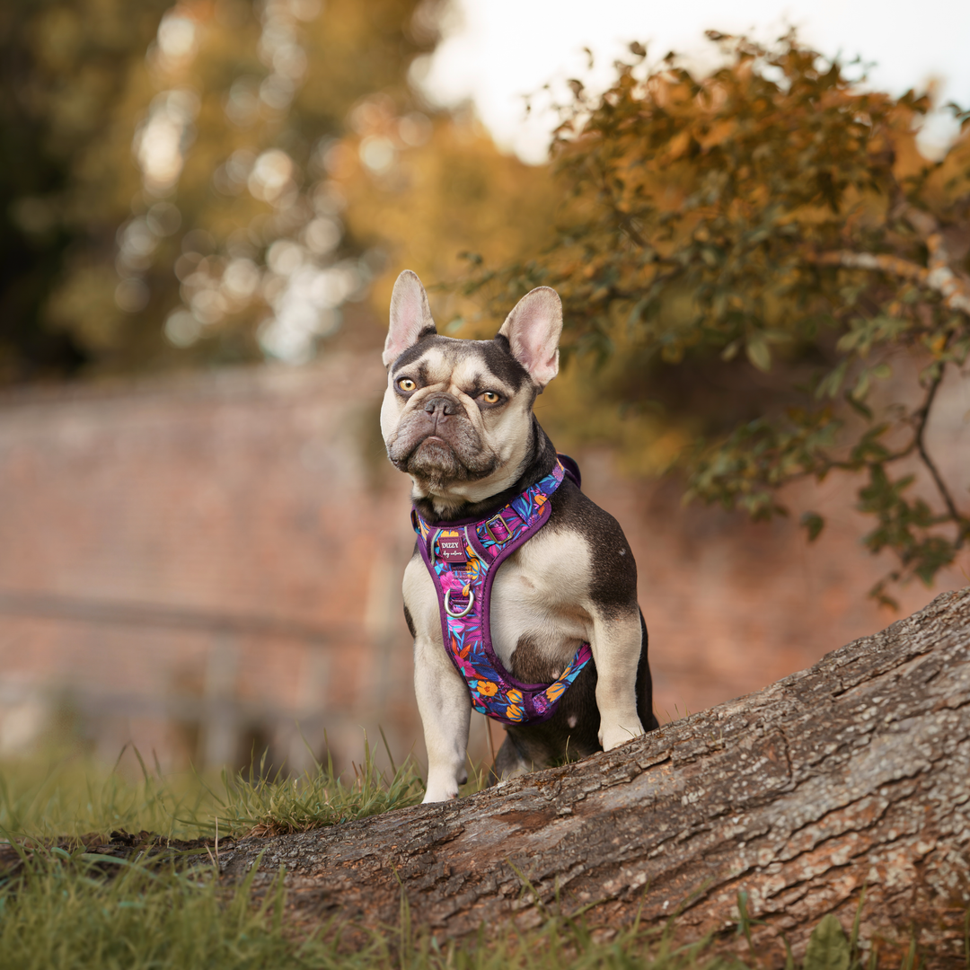 No Pull Dog Harness with Handle | Step in & Reflective | STAINLESS STEEL | Sapphire Showers