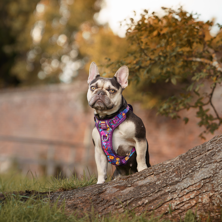 No Pull Dog Harness with Handle | Step in & Reflective | STAINLESS STEEL | Sapphire Showers