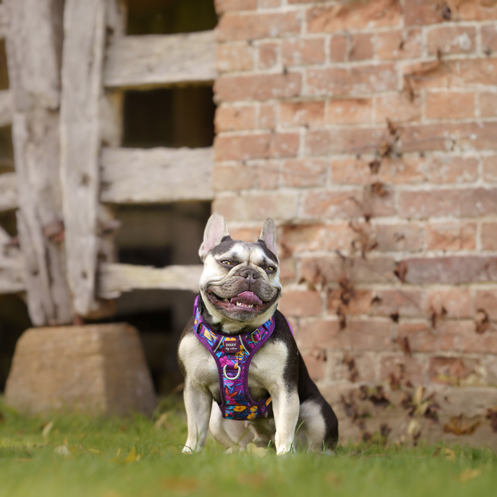 No Pull Dog Harness with Handle | Step in & Reflective | STAINLESS STEEL | Sapphire Showers