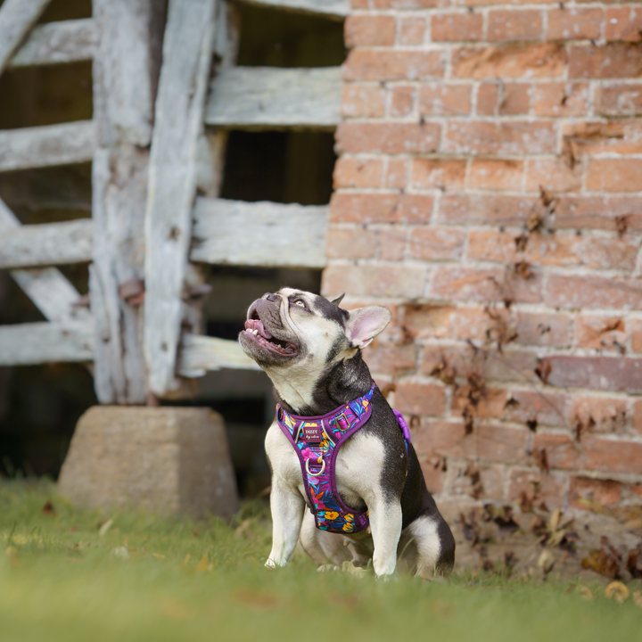 No Pull Dog Harness with Handle | Step in & Reflective | STAINLESS STEEL | Sapphire Showers