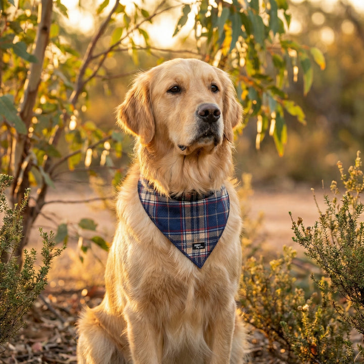 Golden retriever wearing a plaid bandana sitting in a natural setting with trees and shrubs.
