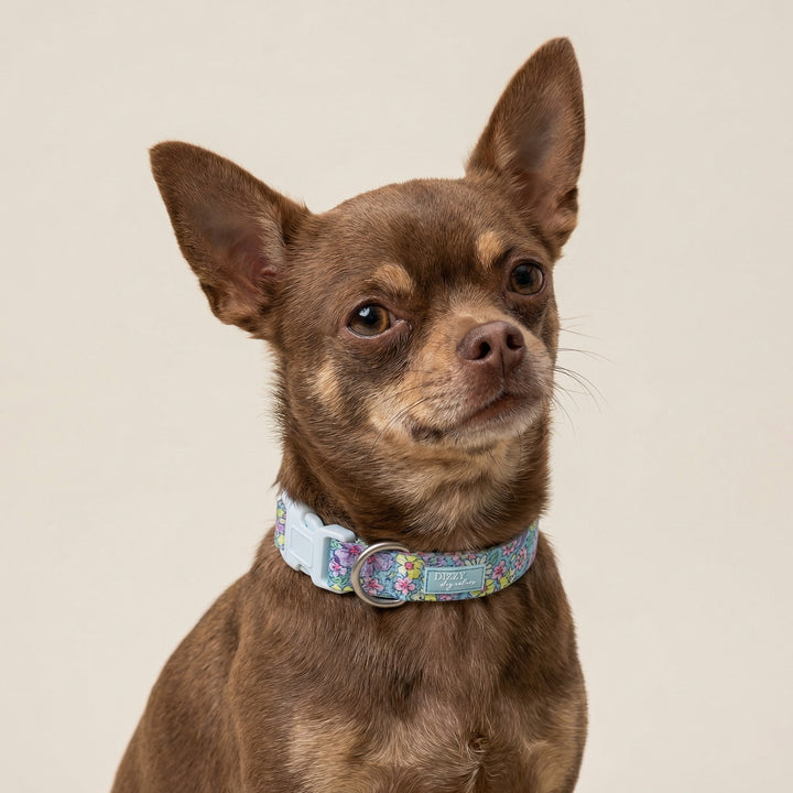 Small brown dog wearing a floral collar on a beige background