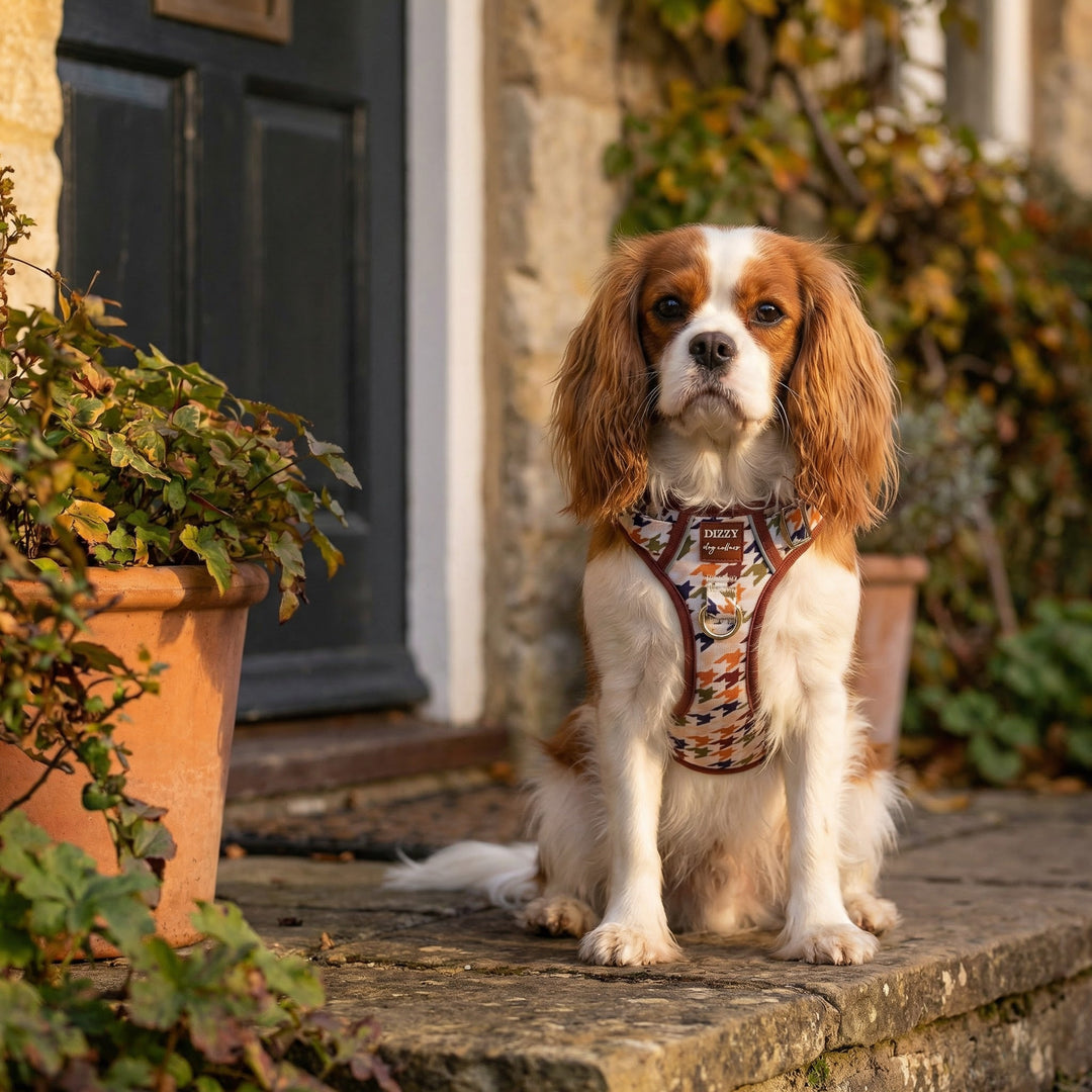 Dog sitting on a stone path with potted plants and a door in the background