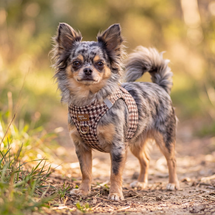 Chestnut Tweed: Step In Dog Harness