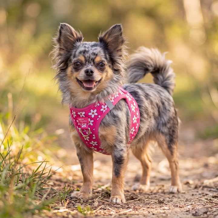 Darling Daisy: Step In Dog Harness