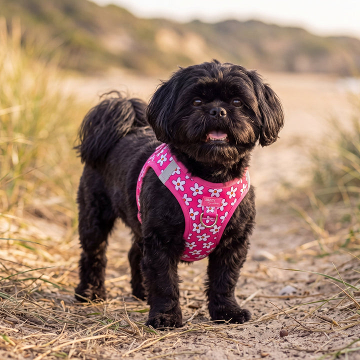 Darling Daisy: Step In Dog Harness