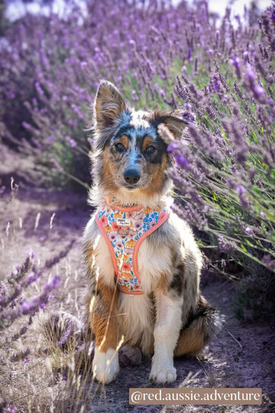 DOG HARNESS | Peachy Posies | Neck Adjustable Dog Harness-Fabric Harness-Dizzy Dog Collars