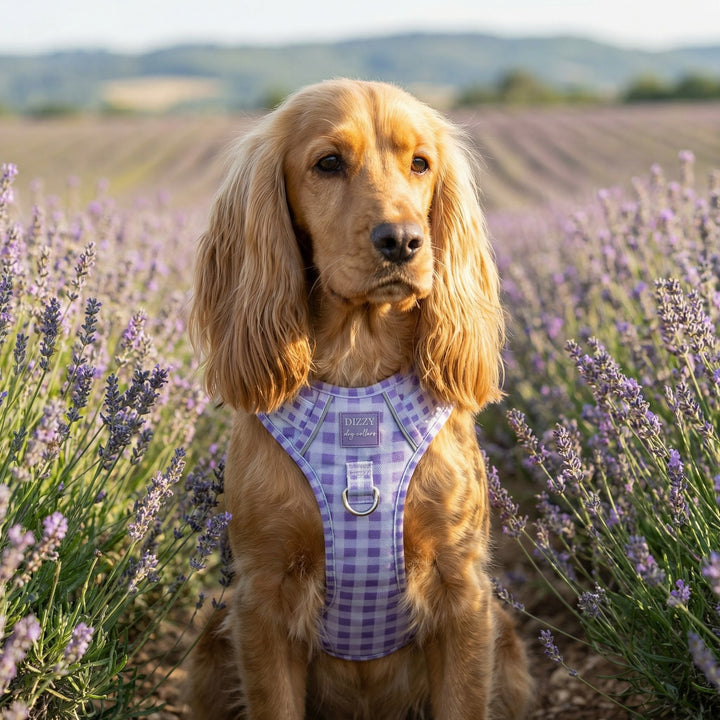 Dog wearing a checkered harness in a lavender field