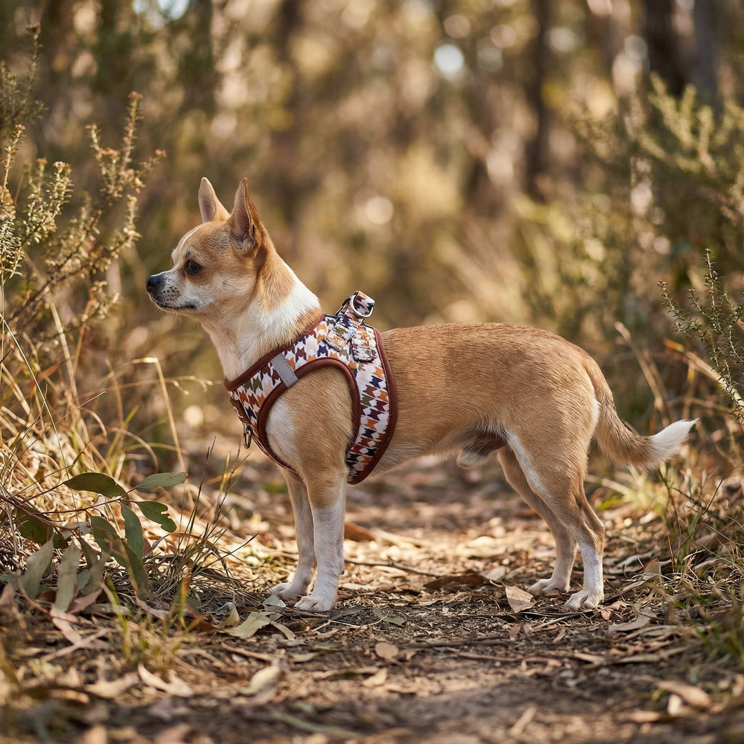 Small dog wearing a patterned harness standing on a forest floor.