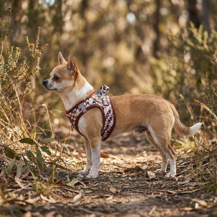 Small dog wearing a patterned harness standing on a forest floor.