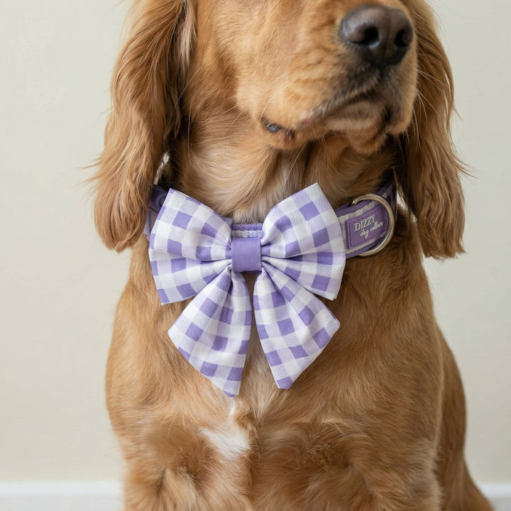 Dog wearing a large purple checkered bow tie on a plain background