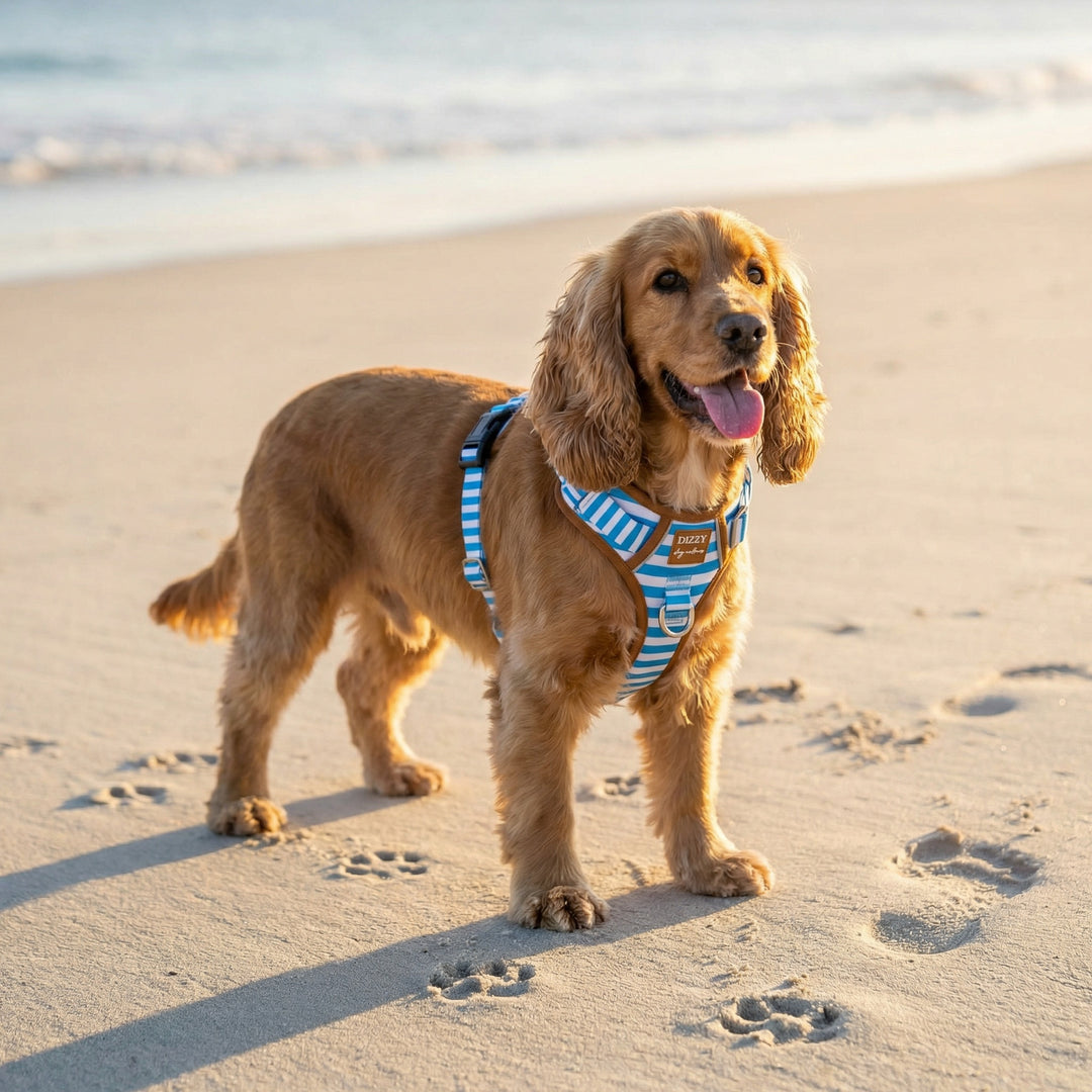 Dog wearing a striped harness on a sandy beach with ocean in the background