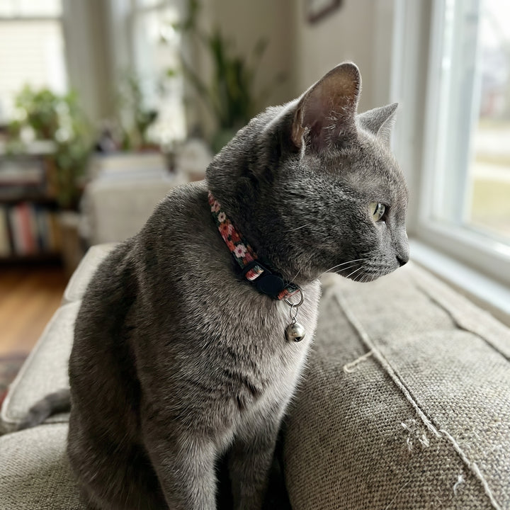 Gray cat sitting on a couch wearing a collar with a bell, looking out a window.