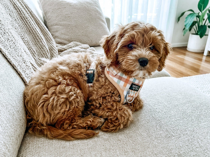 DOG HARNESS | Vintage Gingham | Neck Adjustable & Stainless Steel