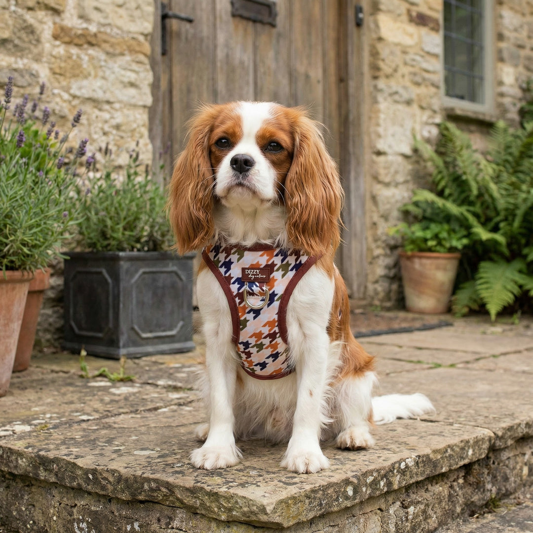 Heritage Hound Step In Dog Harness: No Pull Harness | For XS to Medium Dogs & Cats |STAINLESS STEEL| Heritage Hound