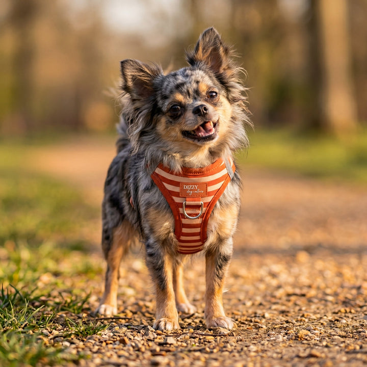 Small dog wearing a striped harness standing on a path in a park