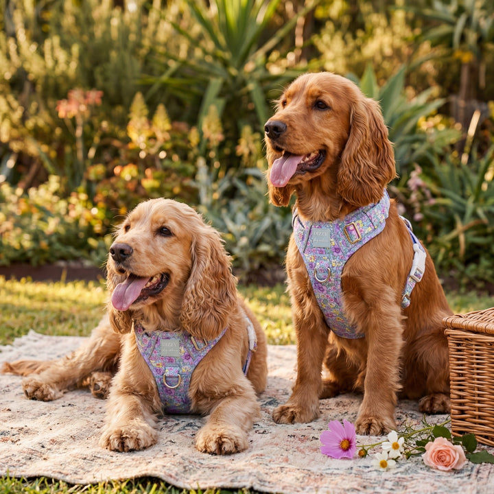 Two dogs sitting on a blanket outdoors with flowers and a basket.