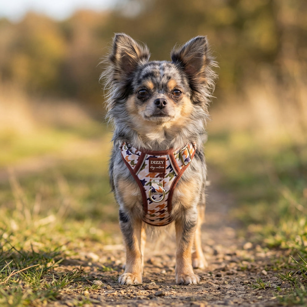 Small dog wearing a harness on a dirt path with a blurred natural background