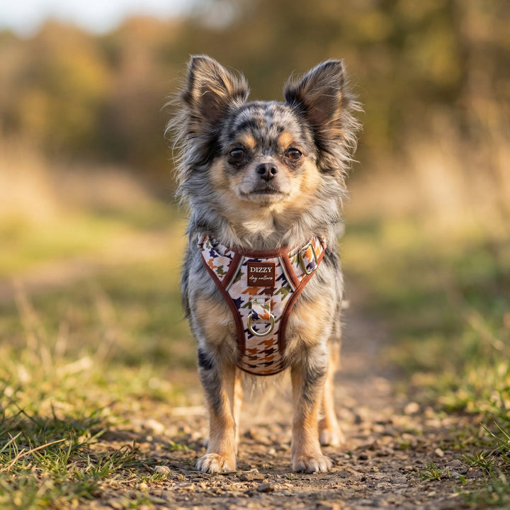 Small dog wearing a harness on a dirt path with a blurred natural background