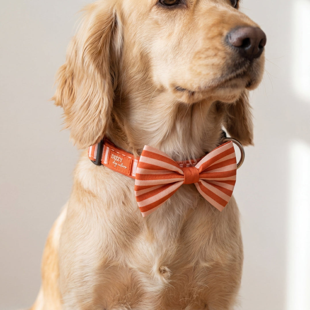 Dog wearing a striped bow tie and collar with a visible brand tag.