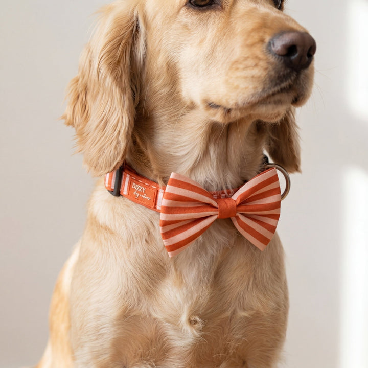 Dog wearing a striped bow tie and collar with a visible brand tag.