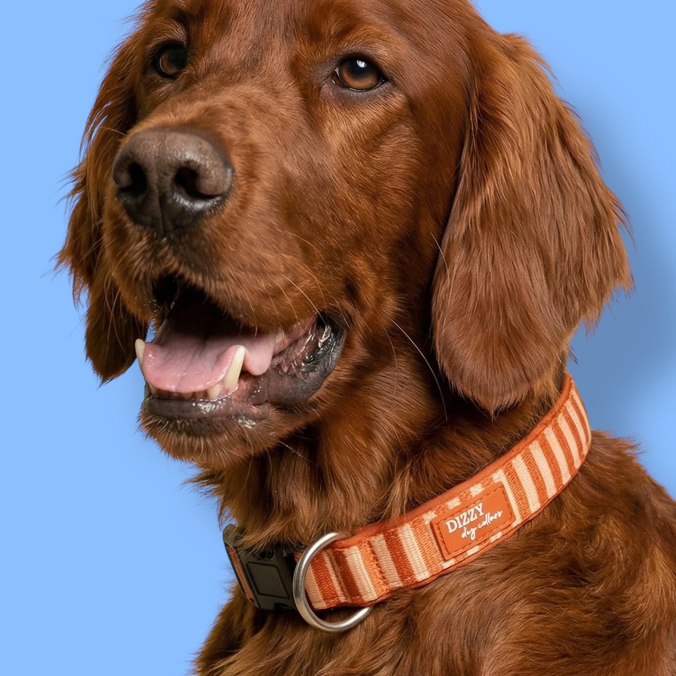 Rust Lab Dog Rusty Ridge Dog Collar | Rust Plaid Neoprene | Stainless Steel – Dizzy ...