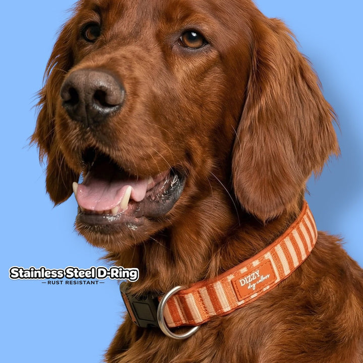Rusty Ridge Dog Collar | Stainless Steel Neoprene Collar