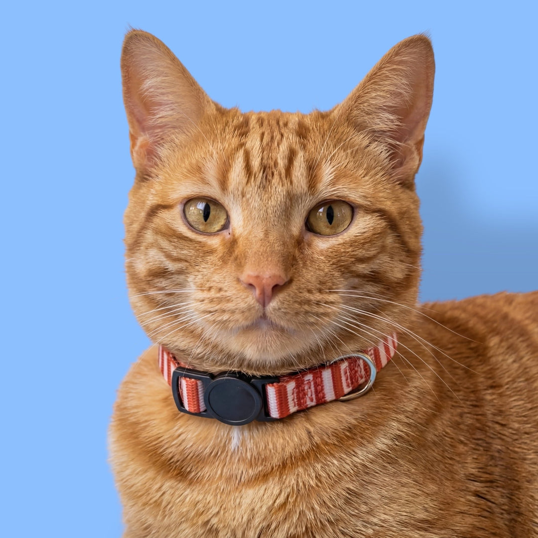 Rusty Ridgel Rusty Ridge Cat Collar | Rust Striped Puppy Collar – Dizzy Dog Collars