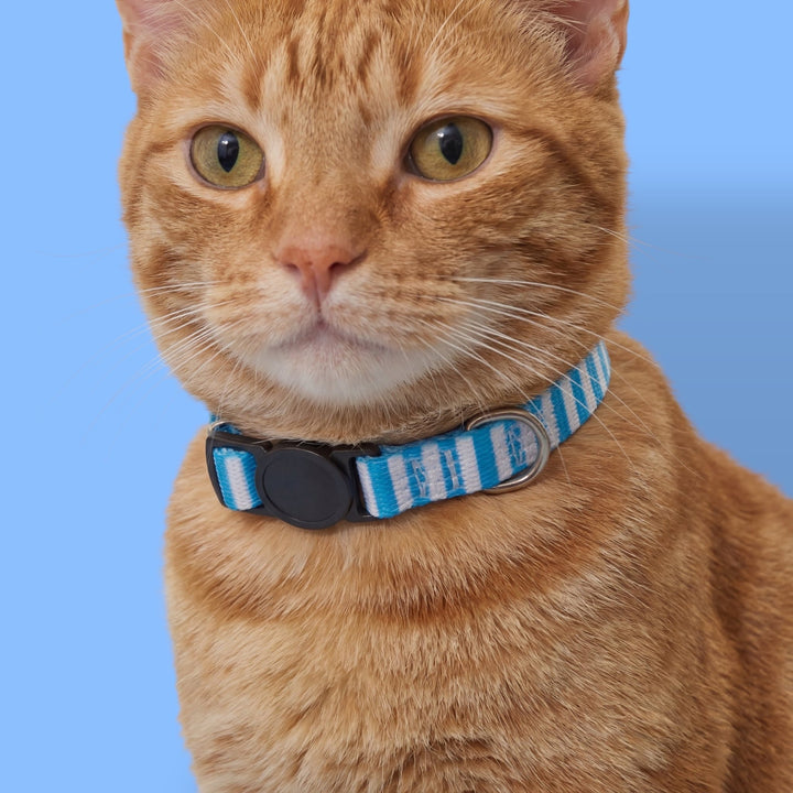 Orange cat wearing a blue striped collar against a blue background