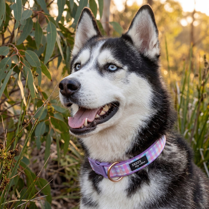 Sherbet Gingham Dog Collar | Neoprene Dog Collar