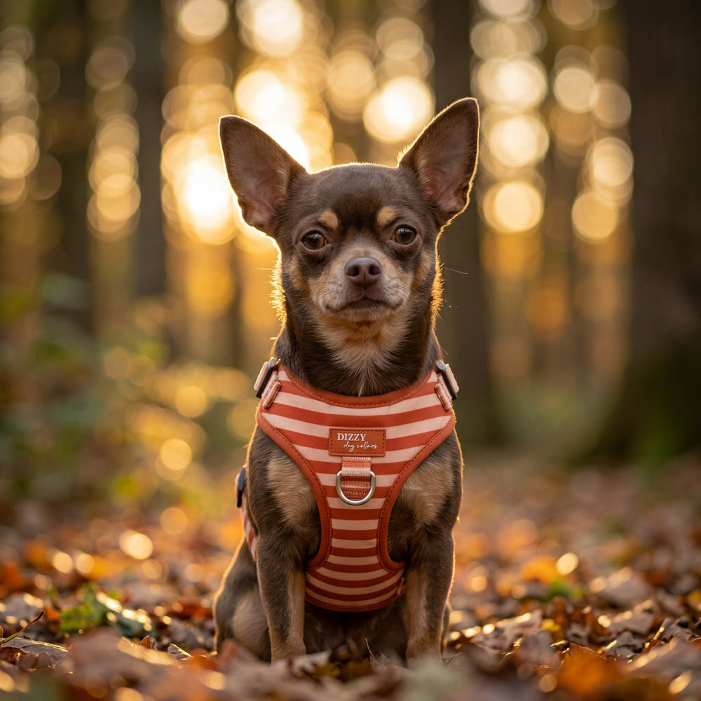 Small dog wearing a striped harness in a forest setting