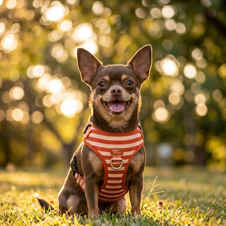 Small dog wearing a striped harness sitting on grass with a blurred natural background