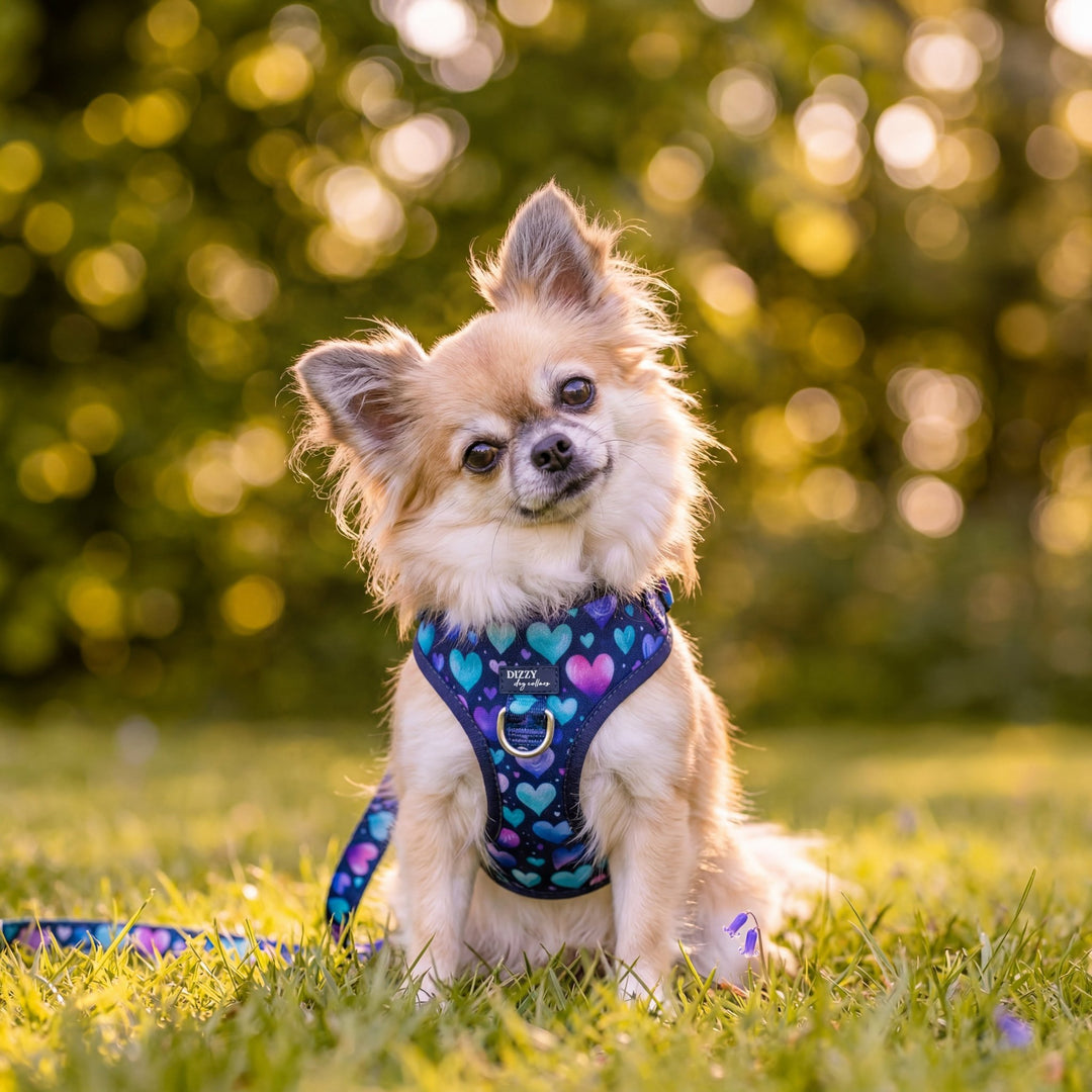 DOG HARNESS | Hearts & Harmony | Adjustable Dog Harness