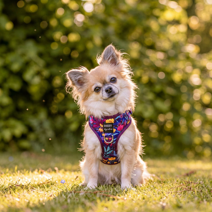 DOG HARNESS -Sapphire Showers, Neck Adjustable Harness