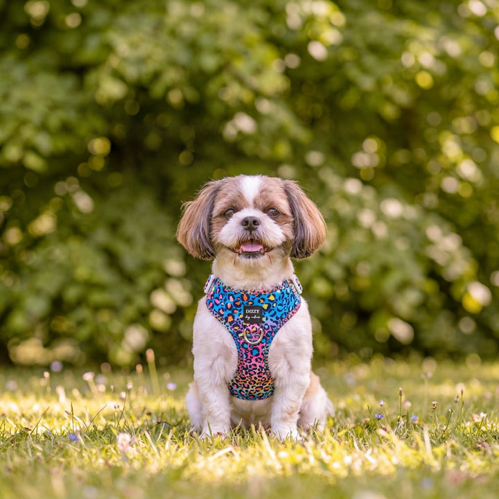 DOG HARNESS | Rainbow Ombre Leopard | Neck Adjustable Harness
