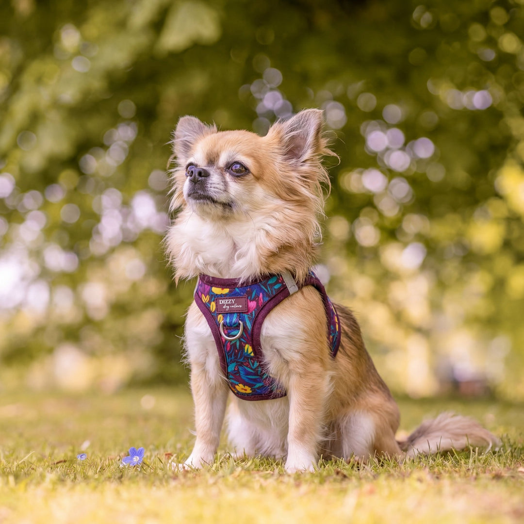 Step In Dog Harness: No Pull Harness | For XS to Medium Dogs & Cats | Sapphire Showers
