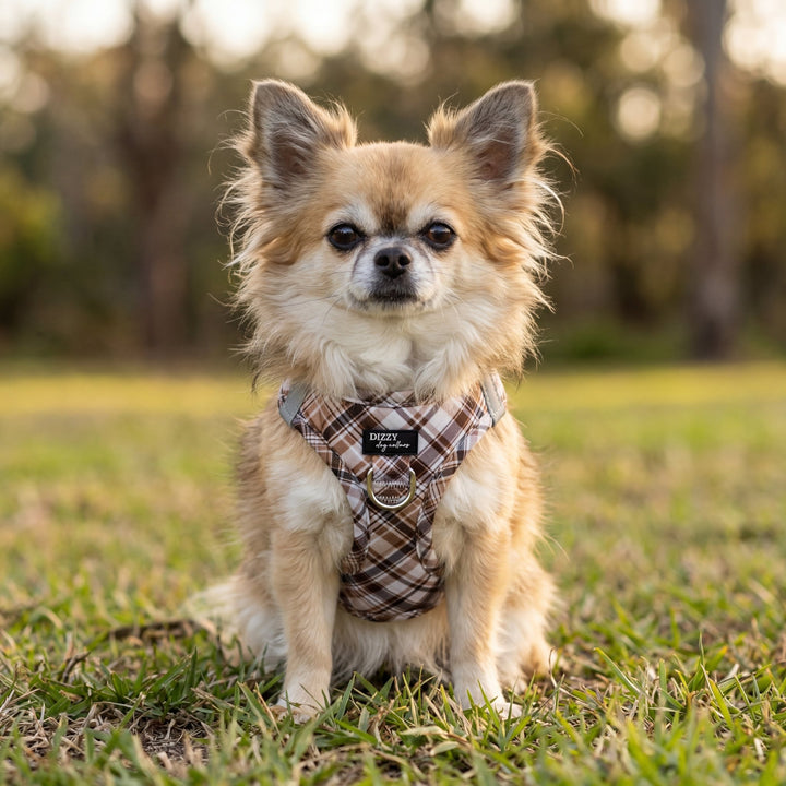 Small dog wearing a plaid harness sitting on grass with a blurred natural background