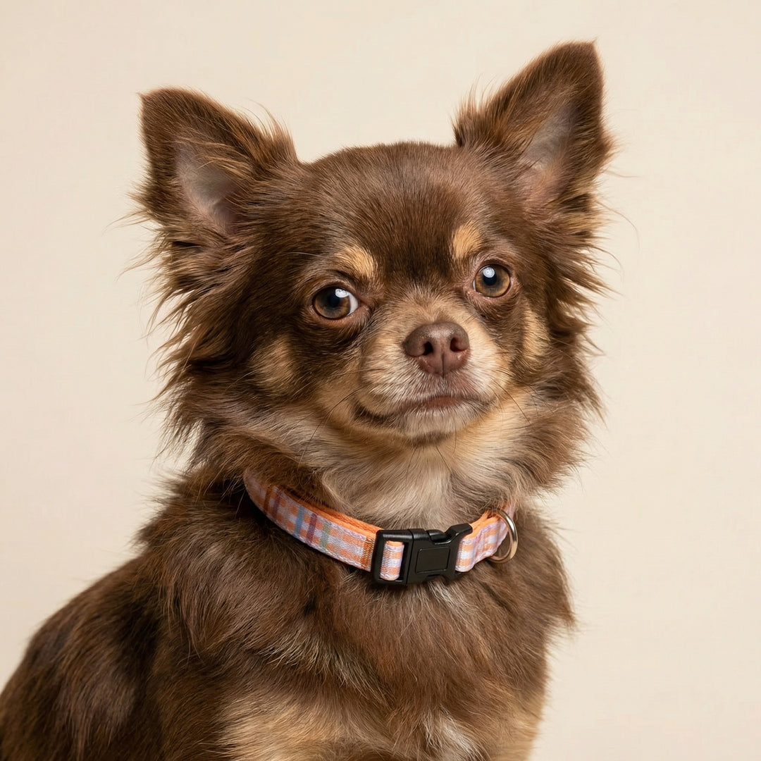 Vintage Gingham Dog Collar | Neoprene & Stainless Steel