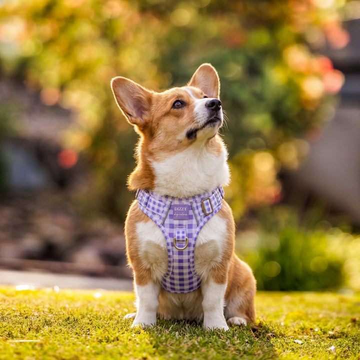 No Pull Harness with Handle | Lavender Gingham | Stainless Steel & Reflective | Step In