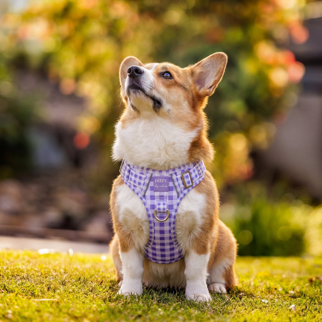 No Pull Harness with Handle | Lavender Gingham | Stainless Steel & Reflective | Step In
