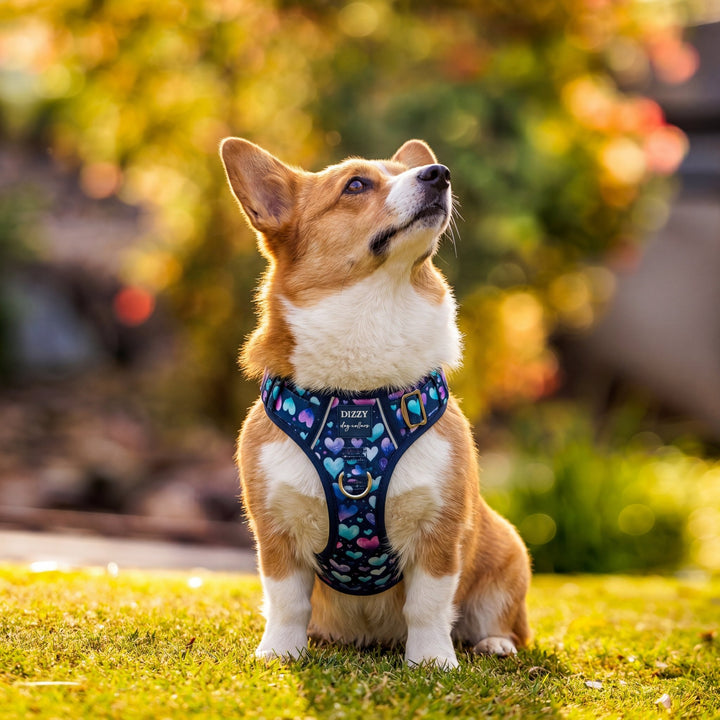 Hearts & Harmony No Pull Dog Harness with Handle | Step in & Reflective | STAINLESS STEEL