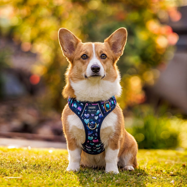 Hearts & Harmony No Pull Dog Harness with Handle | Step in & Reflective | STAINLESS STEEL