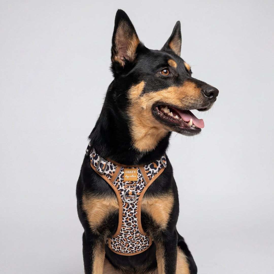 Dog wearing a leopard print harness on a white background