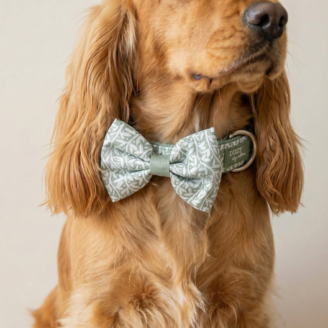Dog wearing a green bow tie with a blurred background