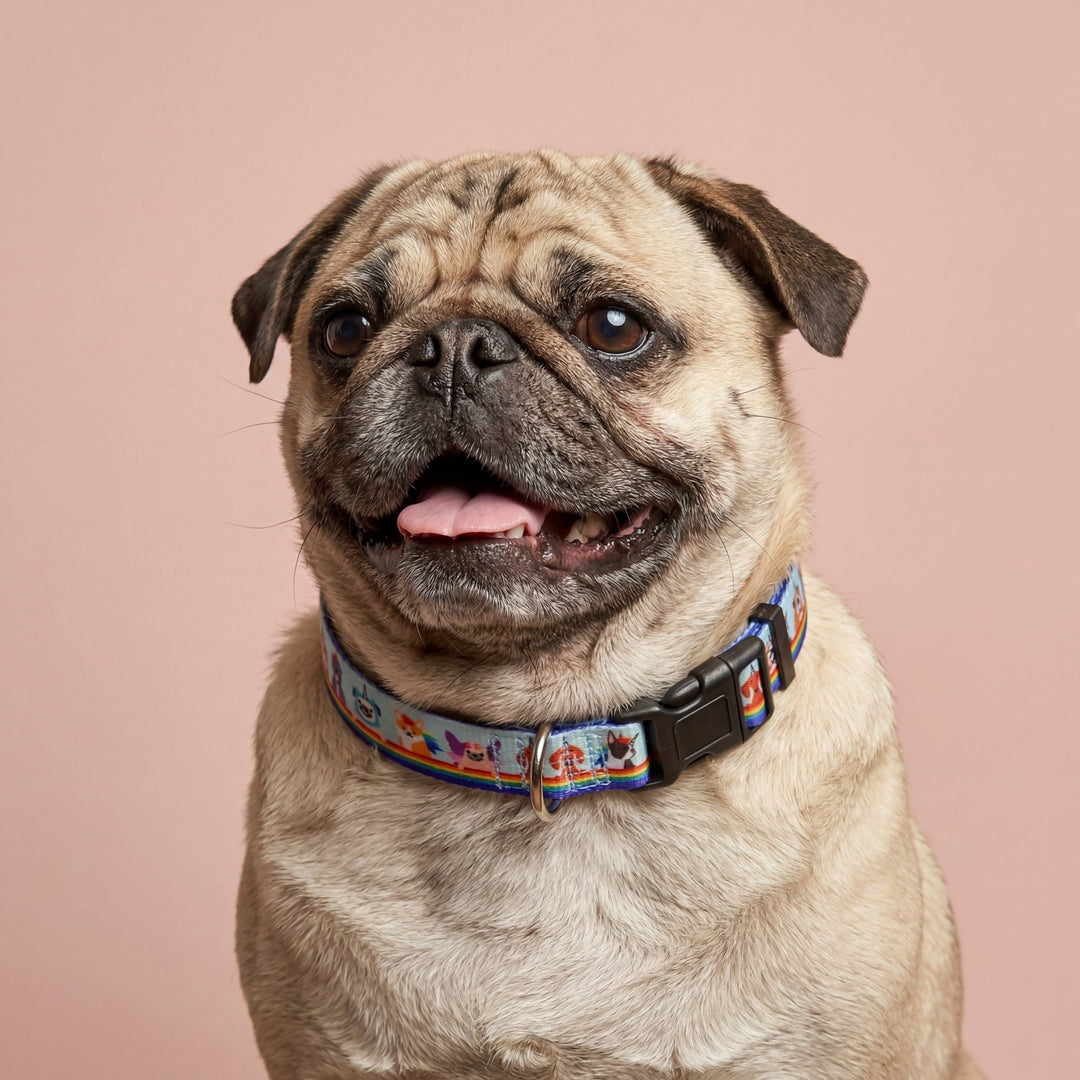 Over The Rainbow - Dog Collar | Value Range Dog Collar | Stainless Steel