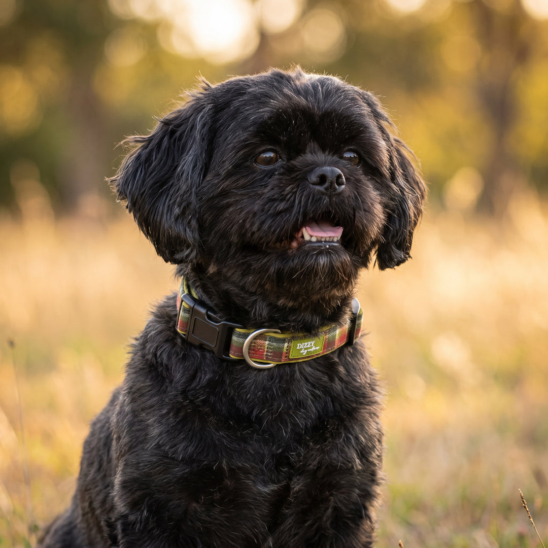 An Olive Christmas Dog Collar | Neoprene Dog Collar