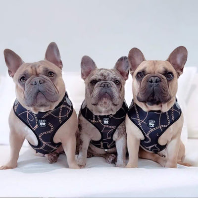 DOG HARNESS | Chains | Neck Adjustable Dog Harness-BFF-Dizzy Dog Collars