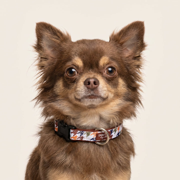 Heritage Hound Dog Collar | Neoprene Dog Collar | Stainless Steel