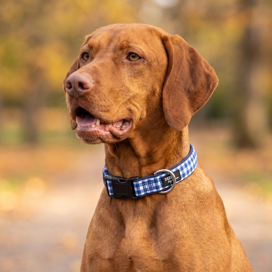 Navy Gingham Dog Collar | Neoprene Dog Collar | Stainless Steel